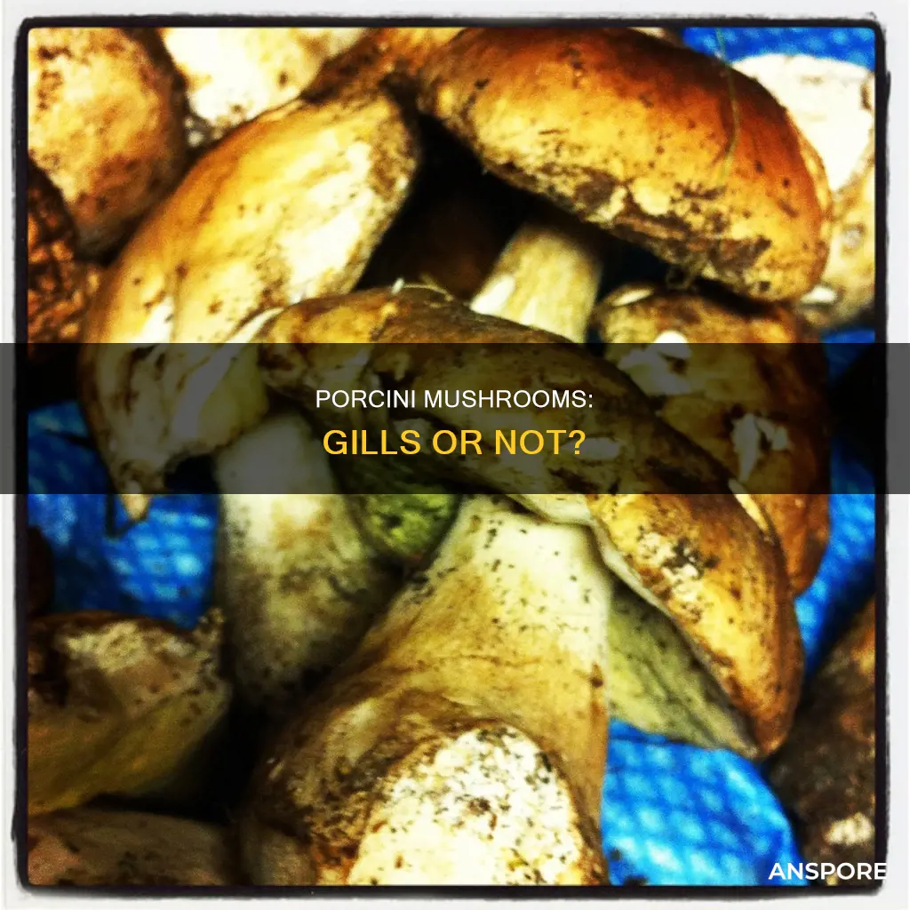 do porcini mushrooms have gills