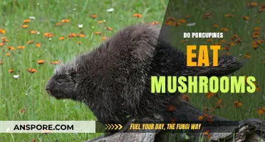 Porcupine Diets Explored: Do They Eat Mushrooms or Not?