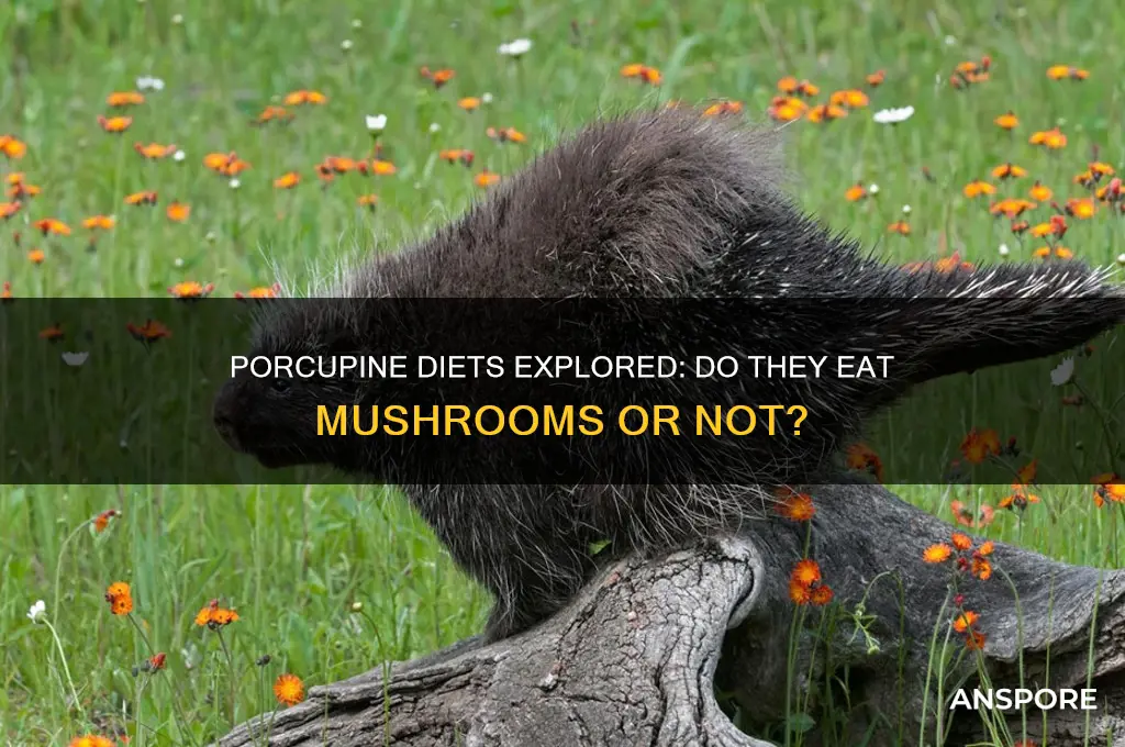do porcupines eat mushrooms