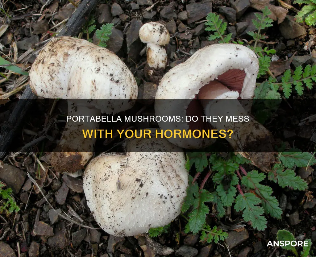 do portabella mushrooms affect hormones