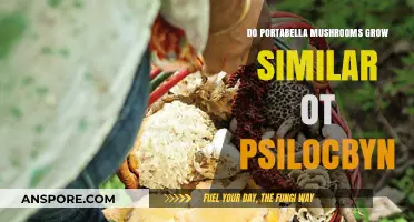 Portabella vs. Psilocybin: Uncovering the Differences in Mushroom Growth