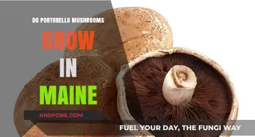 Can Portobello Mushrooms Thrive in Maine's Climate and Soil Conditions?