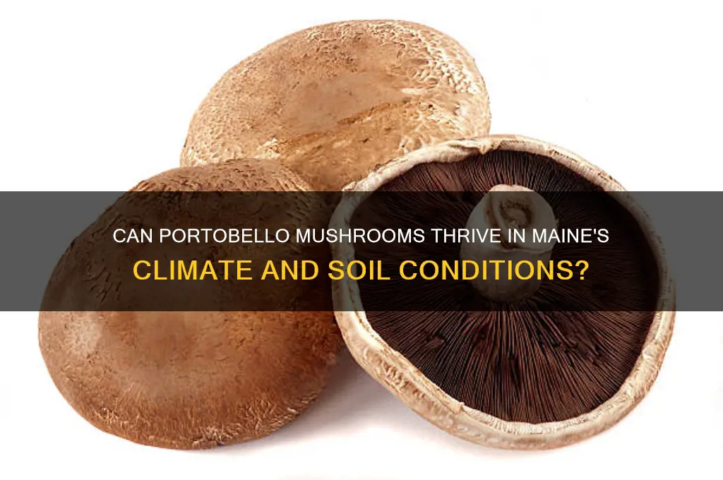 do portobello mushrooms grow in maine