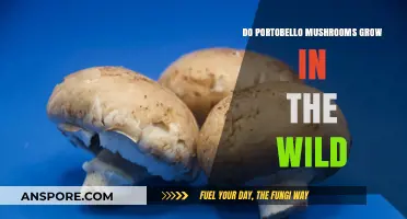 Can Portobello Mushrooms Be Found Growing Wild in Nature?