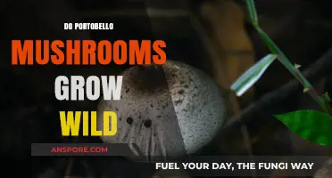Can Portobello Mushrooms Grow Wild? Exploring Their Natural Habitat