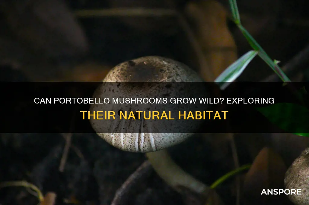 do portobello mushrooms grow wild