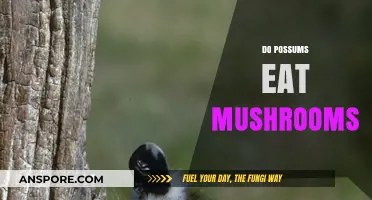 Do Possums Eat Mushrooms? Exploring Their Diet and Fungal Habits