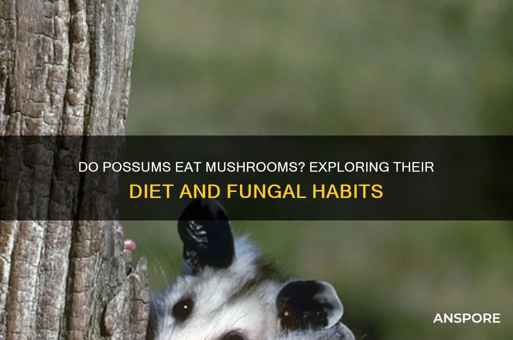 do possums eat mushrooms