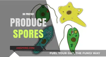 Do Protists Produce Spores? Unveiling Their Reproductive Strategies