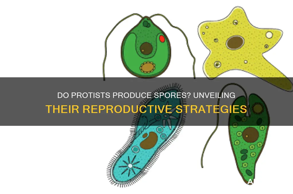 do protist produce spores