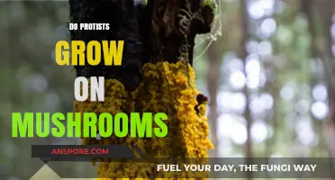 Can Protists Thrive on Mushrooms? Exploring Their Unique Relationship