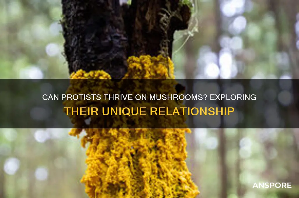 do protists grow on mushrooms