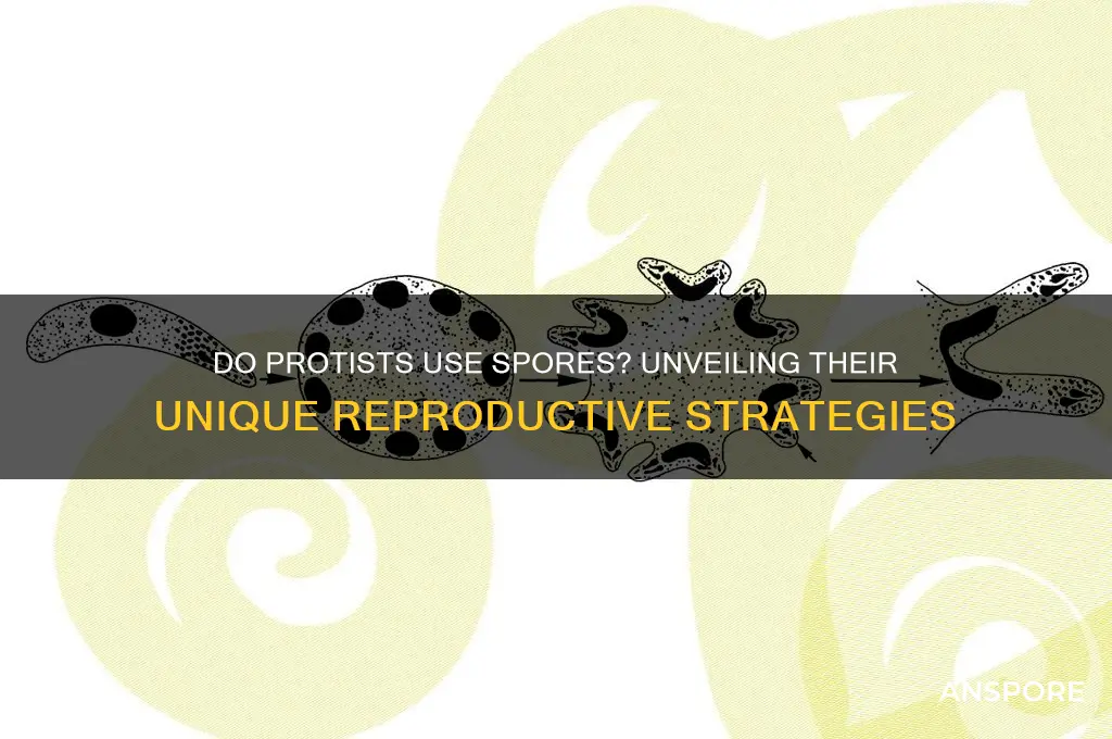do protists use spores