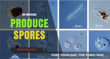 Do Protozoa Produce Spores? Unraveling Their Survival and Reproduction Methods