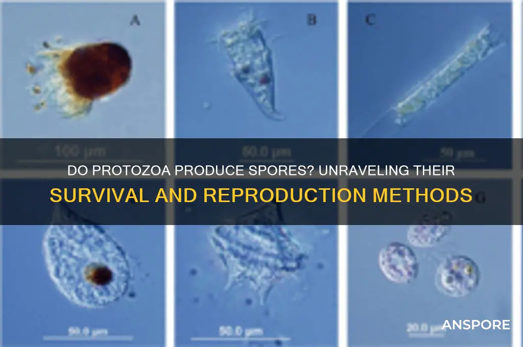 do protozoa produce spores