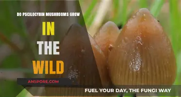 Exploring Nature's Mystery: Do Psilocybin Mushrooms Grow Wildly?