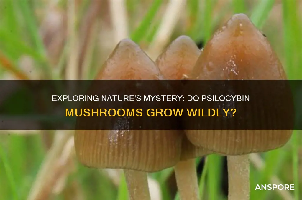 do pscilocybin mushrooms grow in the wild