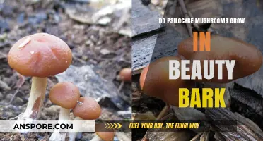 Can Psilocybe Mushrooms Thrive in Beauty Bark? Exploring Growth Conditions