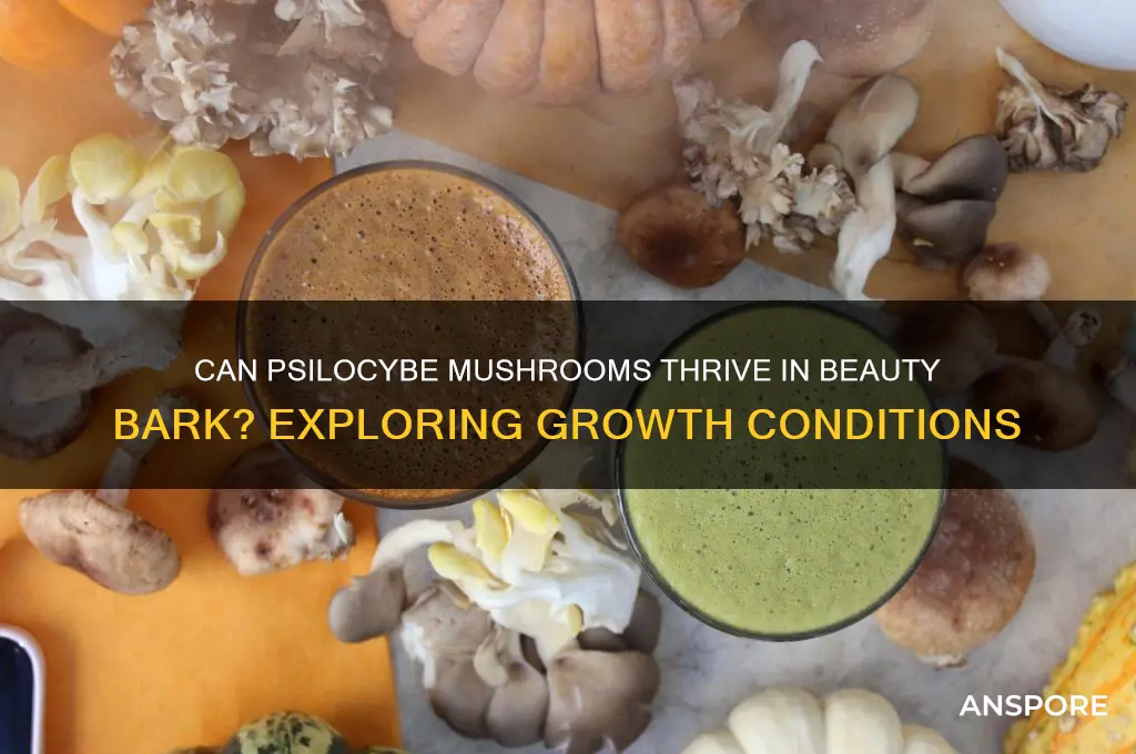 do psilocybe mushrooms grow in beauty bark