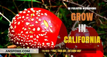 Exploring California's Forests: Do Psilocybe Mushrooms Thrive Here?