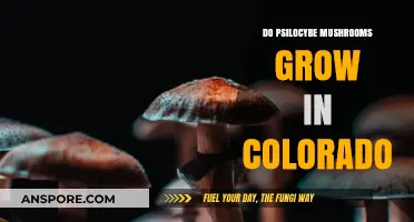 Psilocybe Mushrooms in Colorado: Where and How They Grow