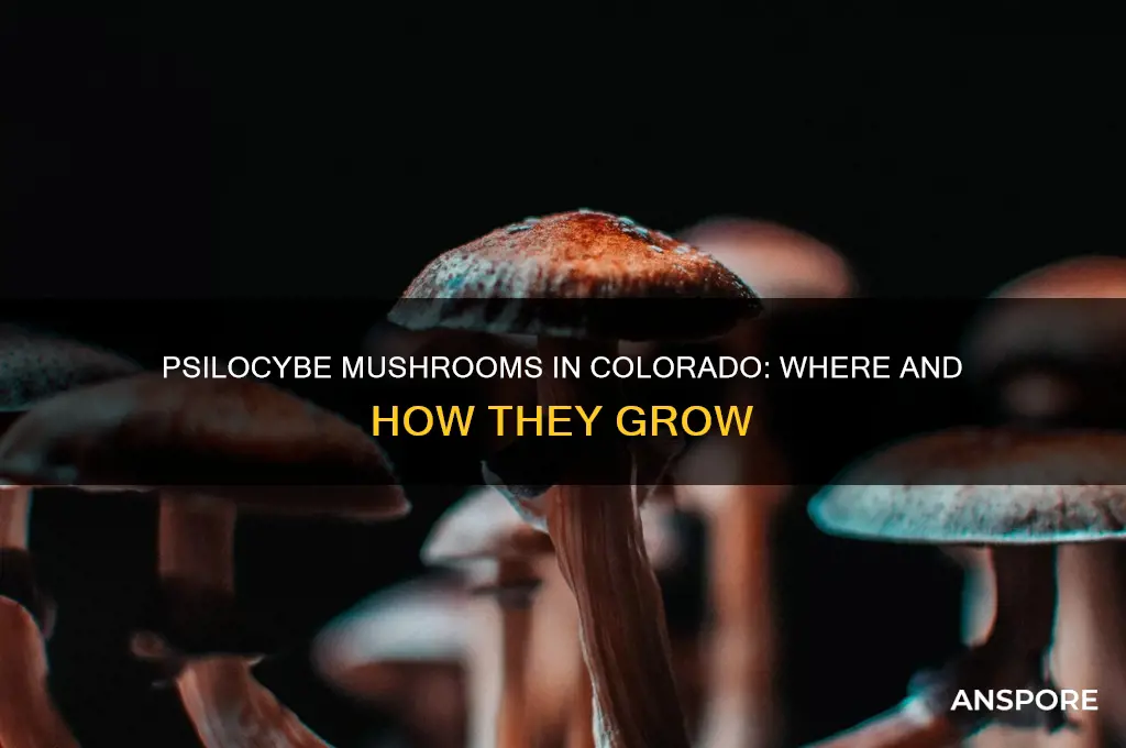 do psilocybe mushrooms grow in colorado