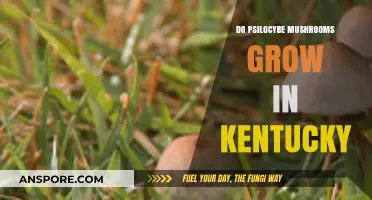 Exploring Psilocybe Mushrooms: Do They Grow in Kentucky's Forests?