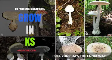 Exploring Kansas: Can Psilocybe Mushrooms Thrive in the Sunflower State?