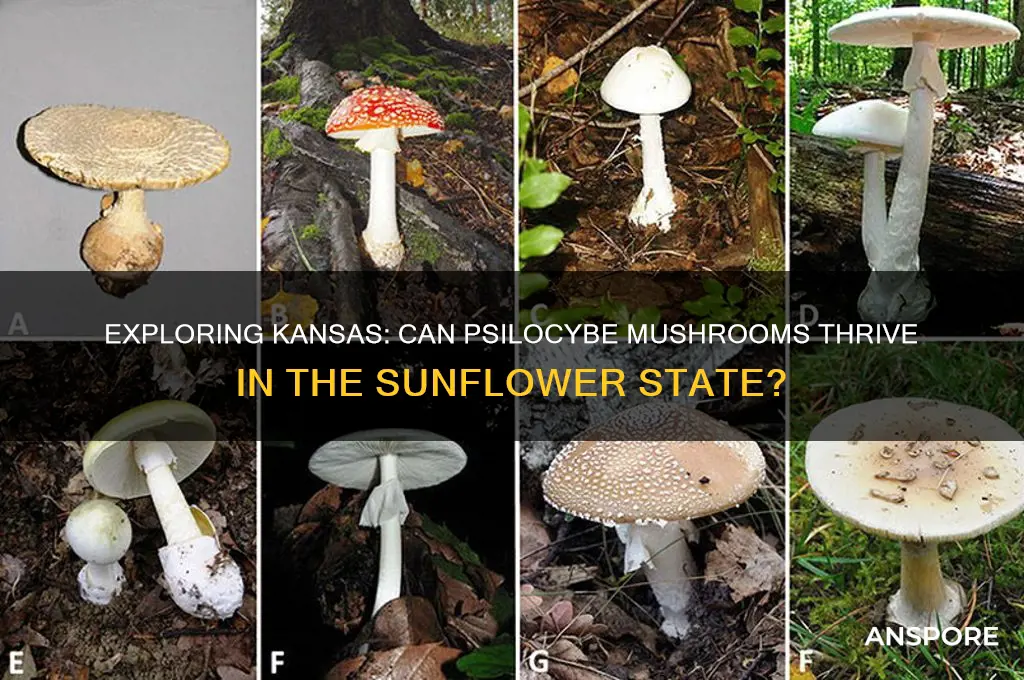 do psilocybe mushrooms grow in ks