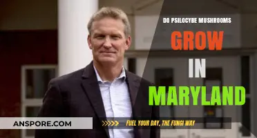 Exploring Maryland's Forests: Do Psilocybe Mushrooms Grow Here?