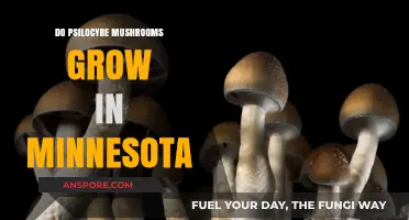 Exploring Minnesota's Forests: Do Psilocybe Mushrooms Grow Here?