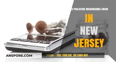 Exploring Psilocybe Mushrooms: Do They Thrive in New Jersey's Climate?