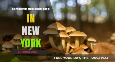 Exploring Psilocybe Mushrooms: Do They Thrive in New York's Climate?