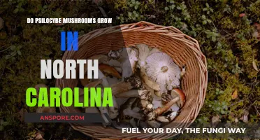 Exploring Psilocybe Mushrooms: Do They Grow in North Carolina?