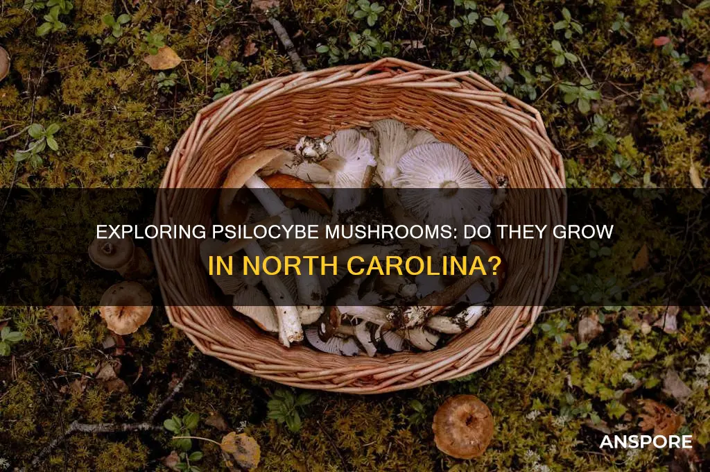 do psilocybe mushrooms grow in north carolina