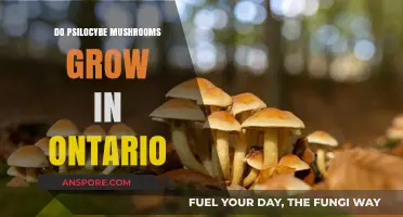 Exploring Psilocybe Mushrooms: Do They Naturally Grow in Ontario?