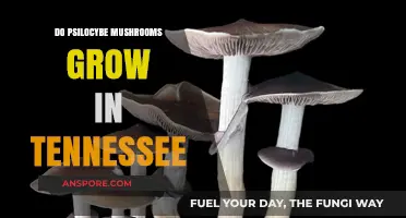 Exploring Tennessee's Forests: Do Psilocybe Mushrooms Grow Here?