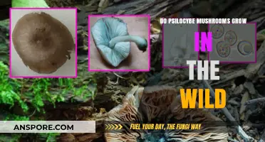 Exploring Nature's Mystery: Do Psilocybe Mushrooms Grow Wildly?
