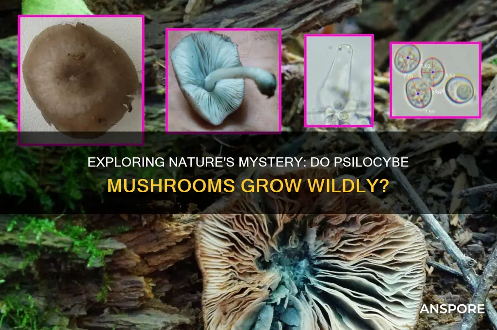 do psilocybe mushrooms grow in the wild