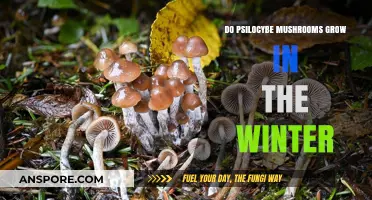 Winter Psilocybe Mushrooms: Can They Thrive in Cold Weather?