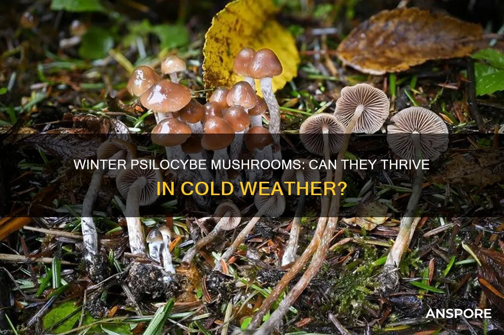 do psilocybe mushrooms grow in the winter