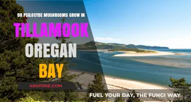 Exploring Tillamook Bay: Do Psilocybe Mushrooms Thrive in Oregon's Coastal Region?