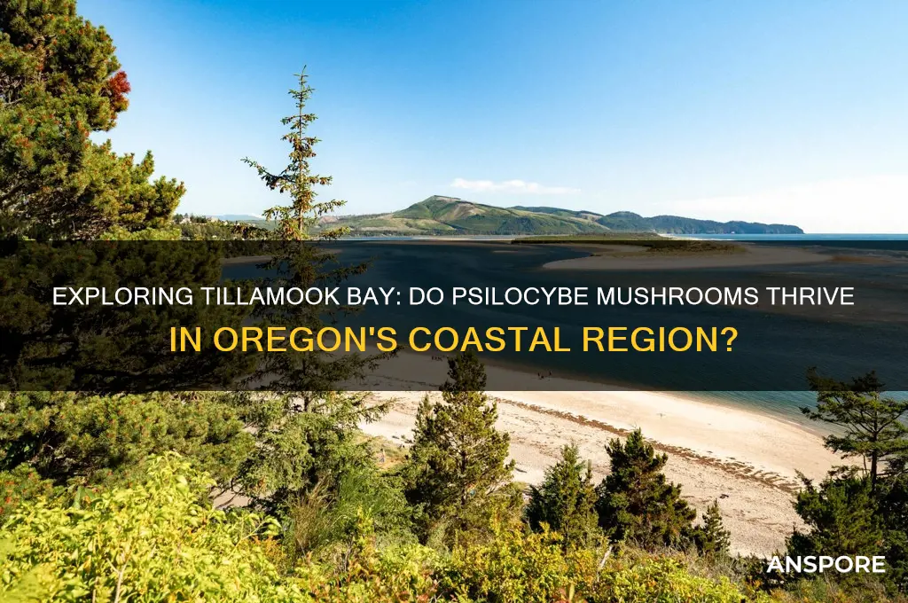 do psilocybe mushrooms grow in tillamook oregan bay