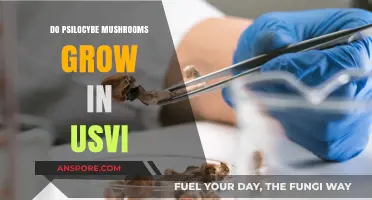Exploring Psilocybe Mushrooms: Do They Grow in the US Virgin Islands?