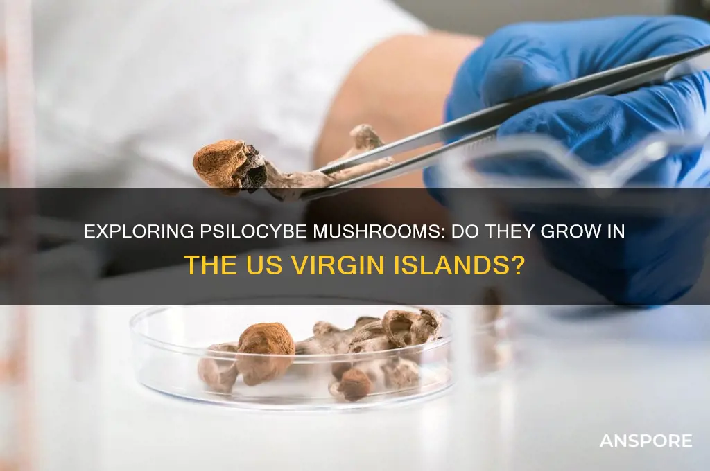 do psilocybe mushrooms grow in usvi