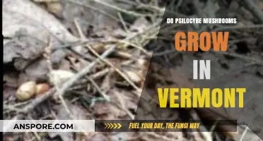 Exploring Vermont's Forests: Do Psilocybe Mushrooms Thrive There?