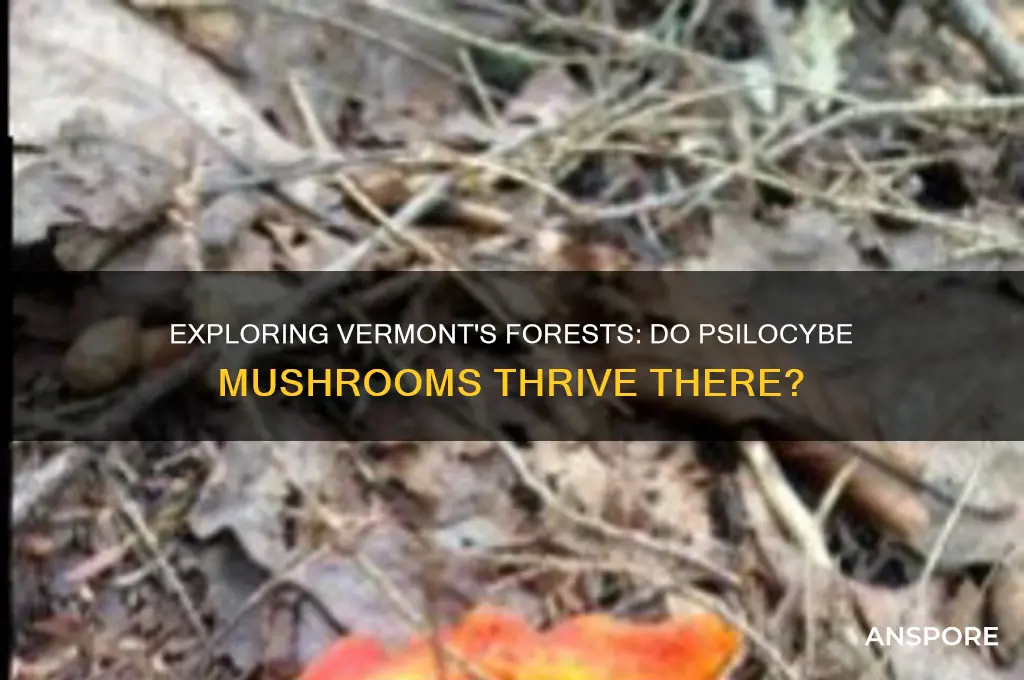 do psilocybe mushrooms grow in vermont