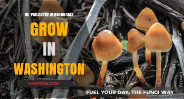 Psilocybe Mushrooms in Washington: Where and How They Thrive