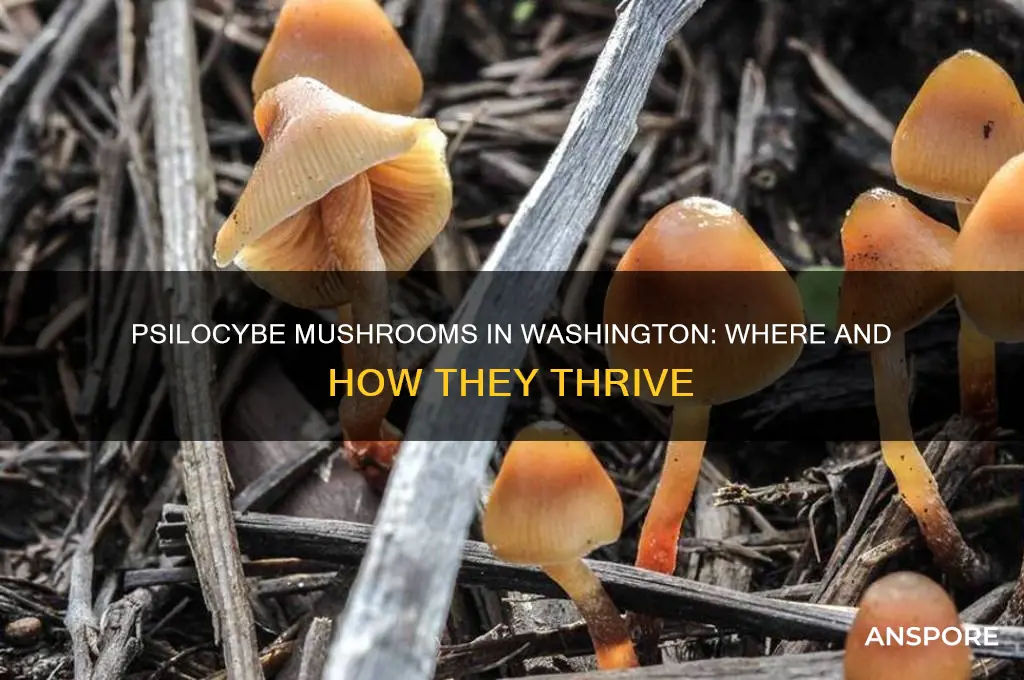 do psilocybe mushrooms grow in washington