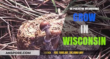 Exploring Wisconsin's Forests: Do Psilocybe Mushrooms Thrive There?